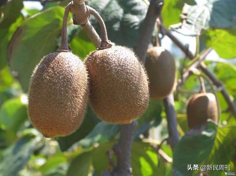 日本研发水果品种,日本培育水果品种