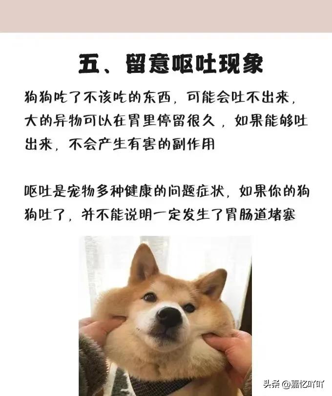 狗狗不小心吞食异物有什么症状,狗狗肠子堵住了怎么排出来异物