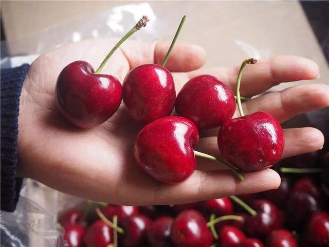 智利车厘子轮船上是怎么保鲜的 (车厘子在海上多长时间)