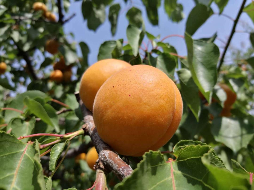 特色果业优质化发展,特色果业新政策