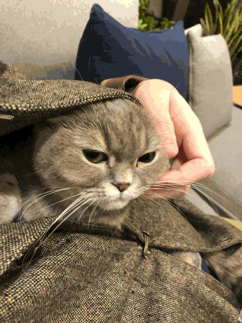 适合新手铲屎官养的6种猫咪,铲屎官需要知道的猫咪行为