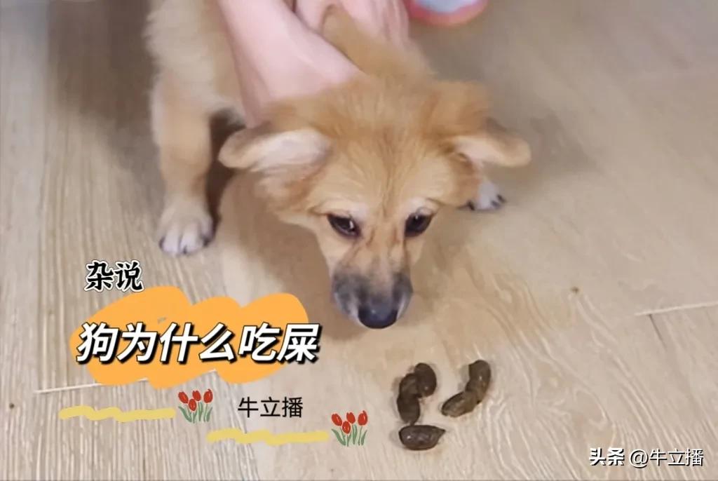 狗吃杂食是什么原因,狗为什么杂食