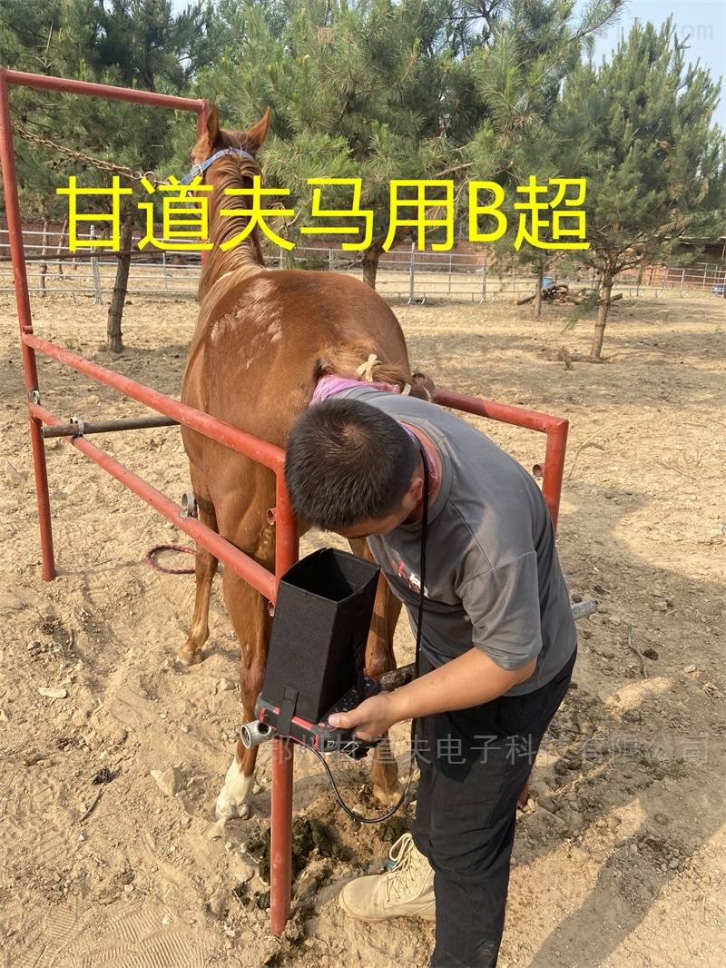马用B超兽用B超检测母马发情怀孕方法步骤