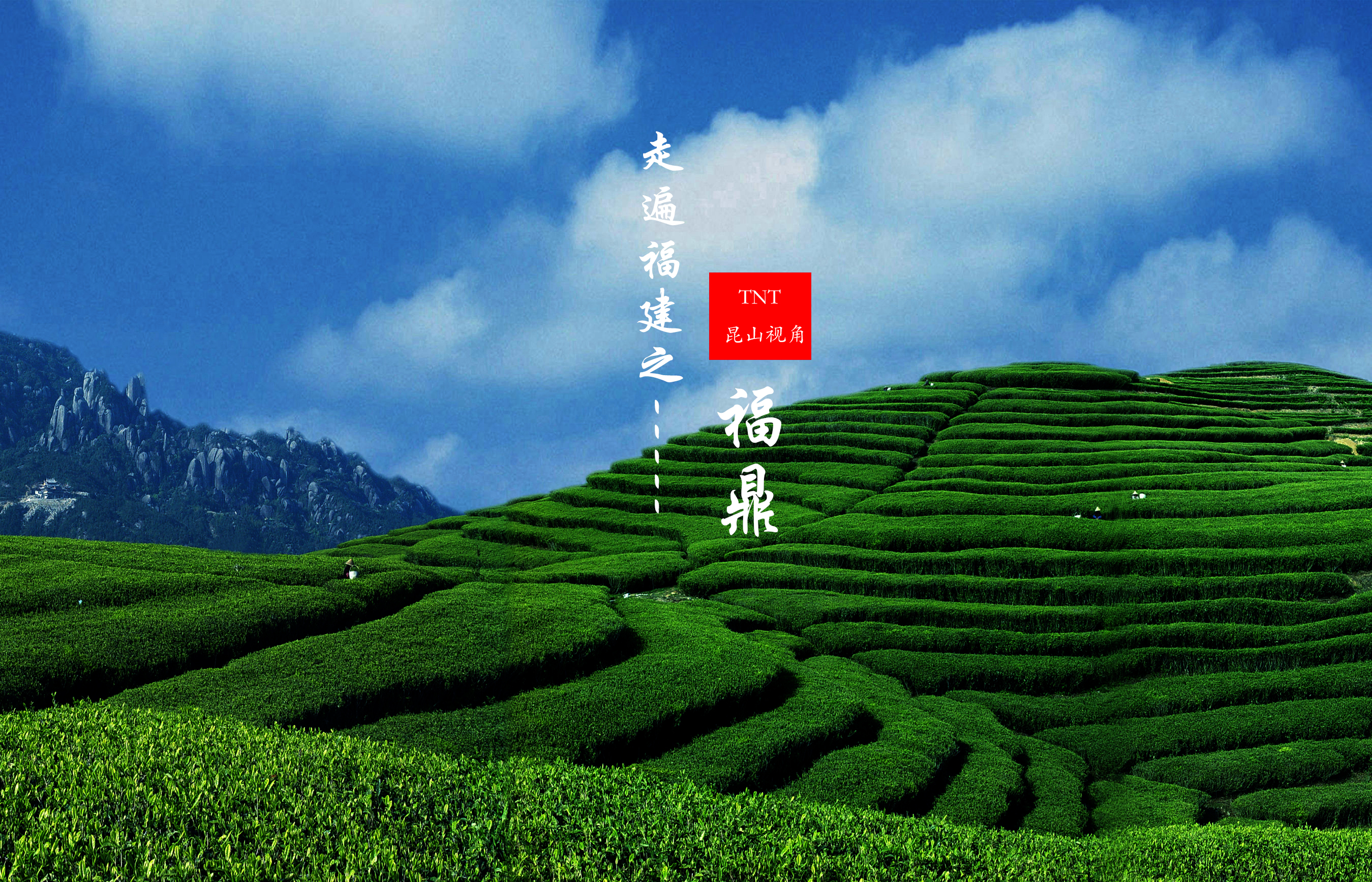 福鼎白毫银针是哪个品种的,福鼎白毫银针正宗产地