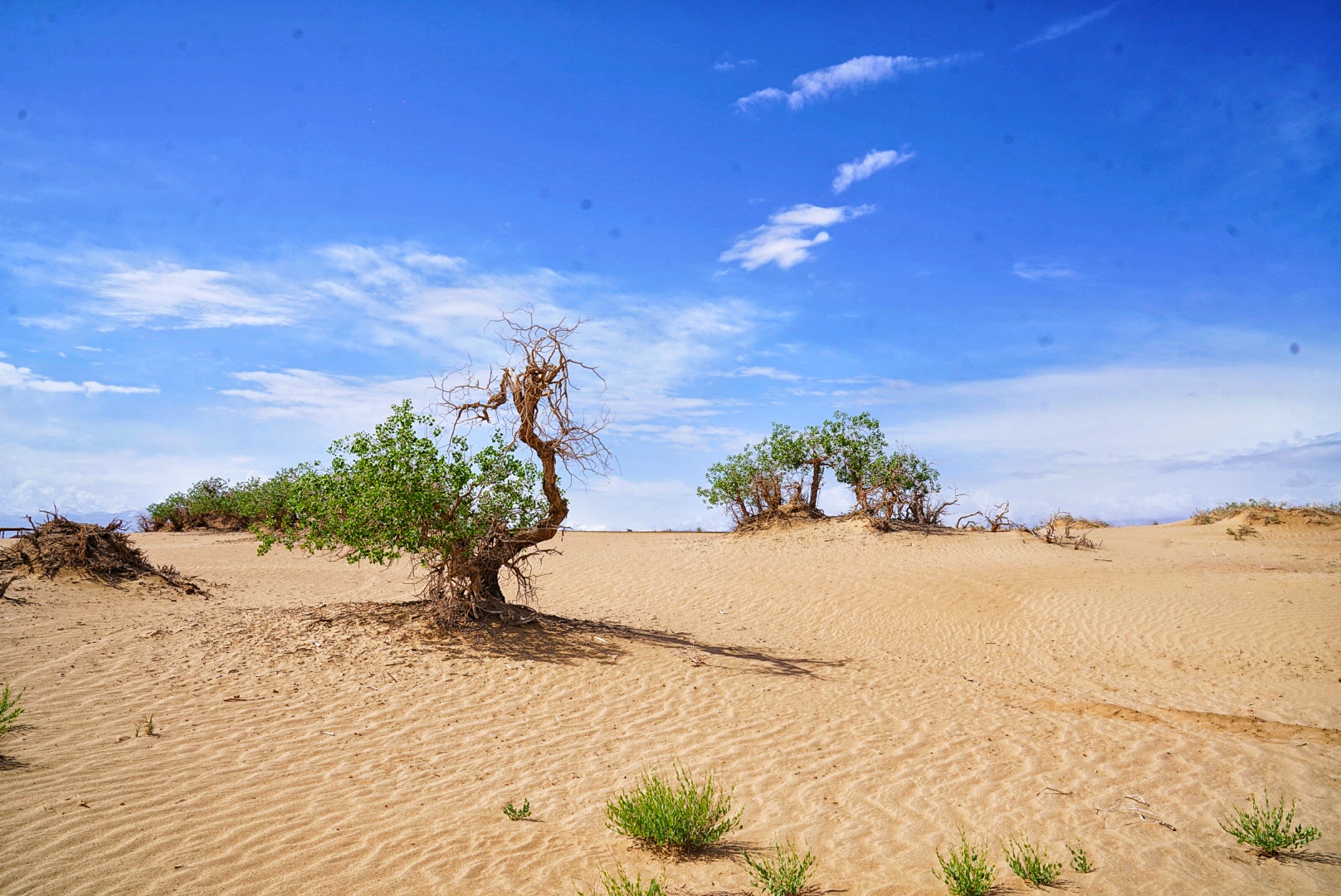 实拍格尔木胡杨林，海拔2800米，连绵1700亩，苍凉辽阔，拍照超酷
