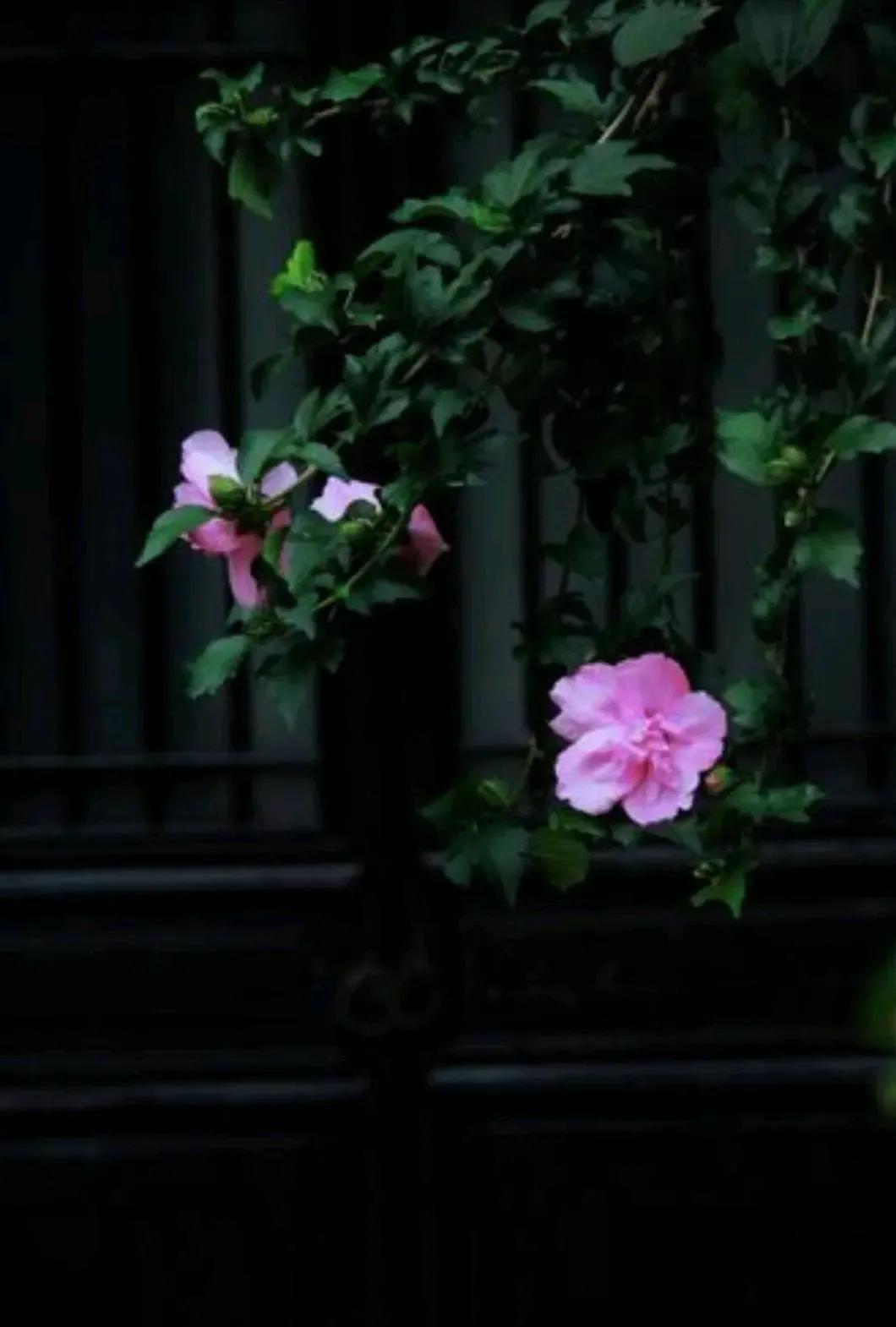 静谧时光历经沧桑,走过半生光阴