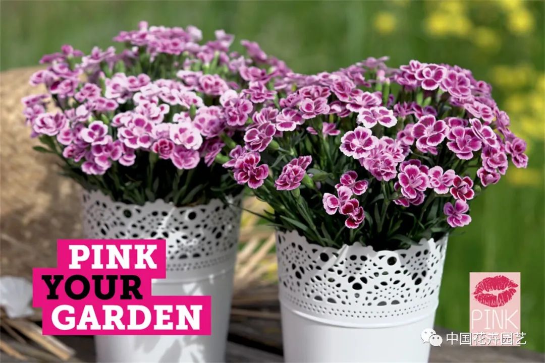 鑺卞崏鍝佺灞曠ず,鏂颁紭鑺卞崏鍝佺灞曠ず