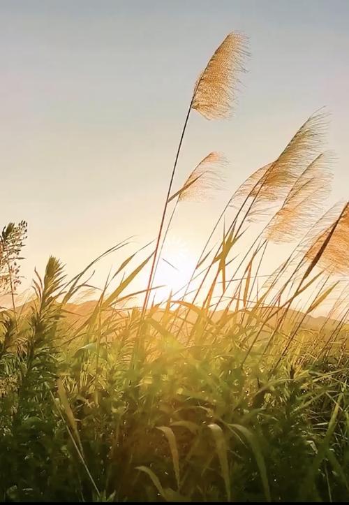 时光流逝蓦然回首散文,岁月微凉的经典散文