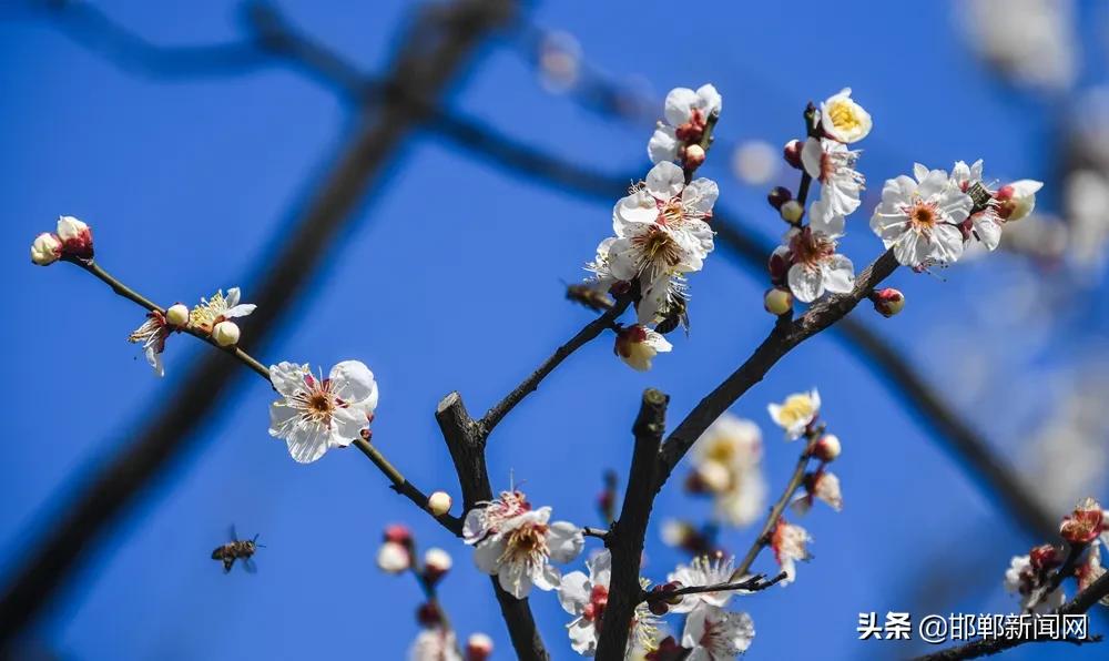河北邯郸市劝返最新通告,邯郸市紧急通报最新信息