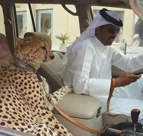 卡塔尔冷知识完整版,卡塔尔世界杯你不知道的冷知识