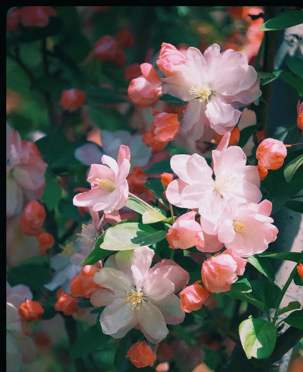 小众却又惊艳的诗词,关于百花的诗词