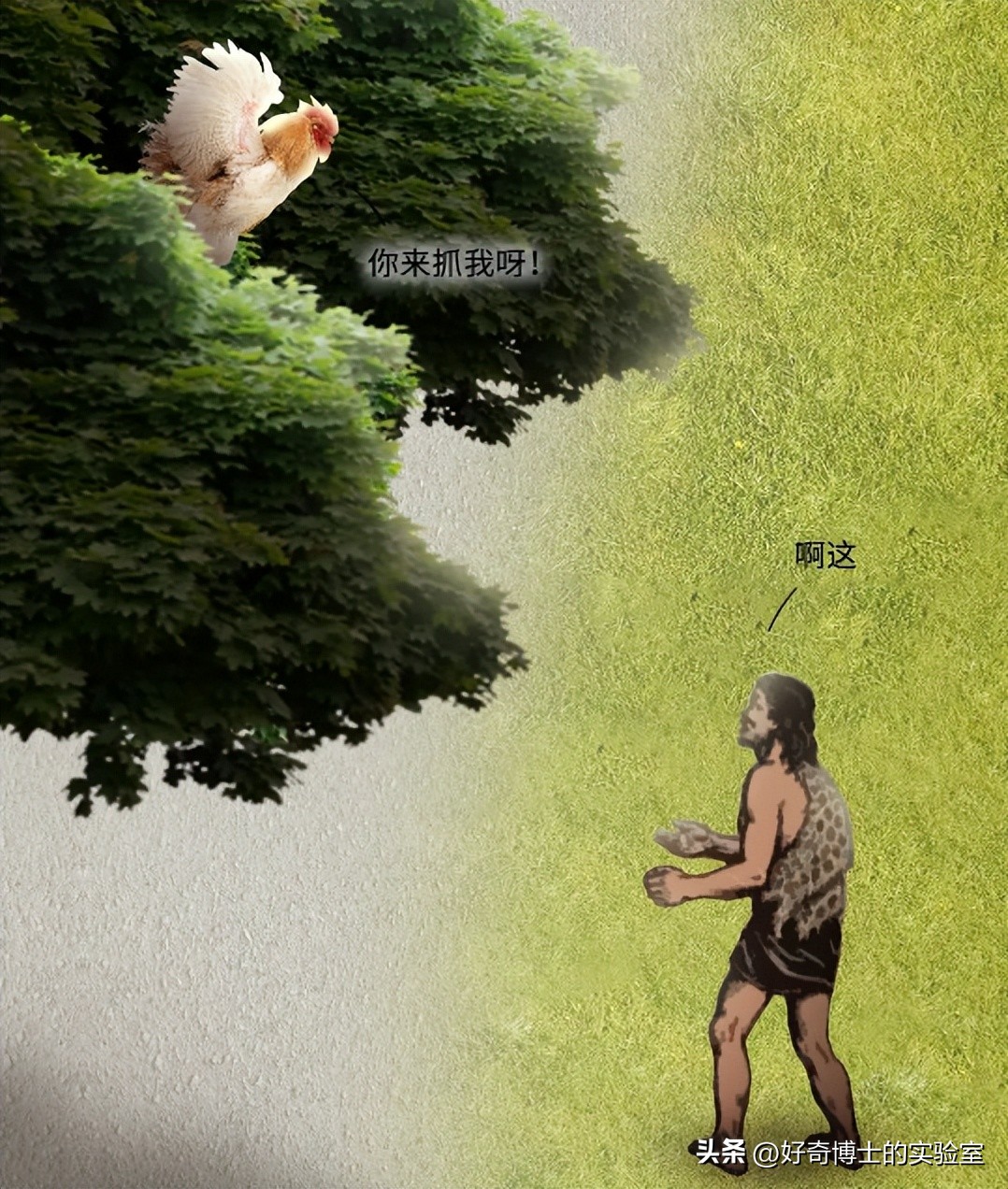 母鸡下蛋后为什么会咯咯叫，是因为屁股疼吗？