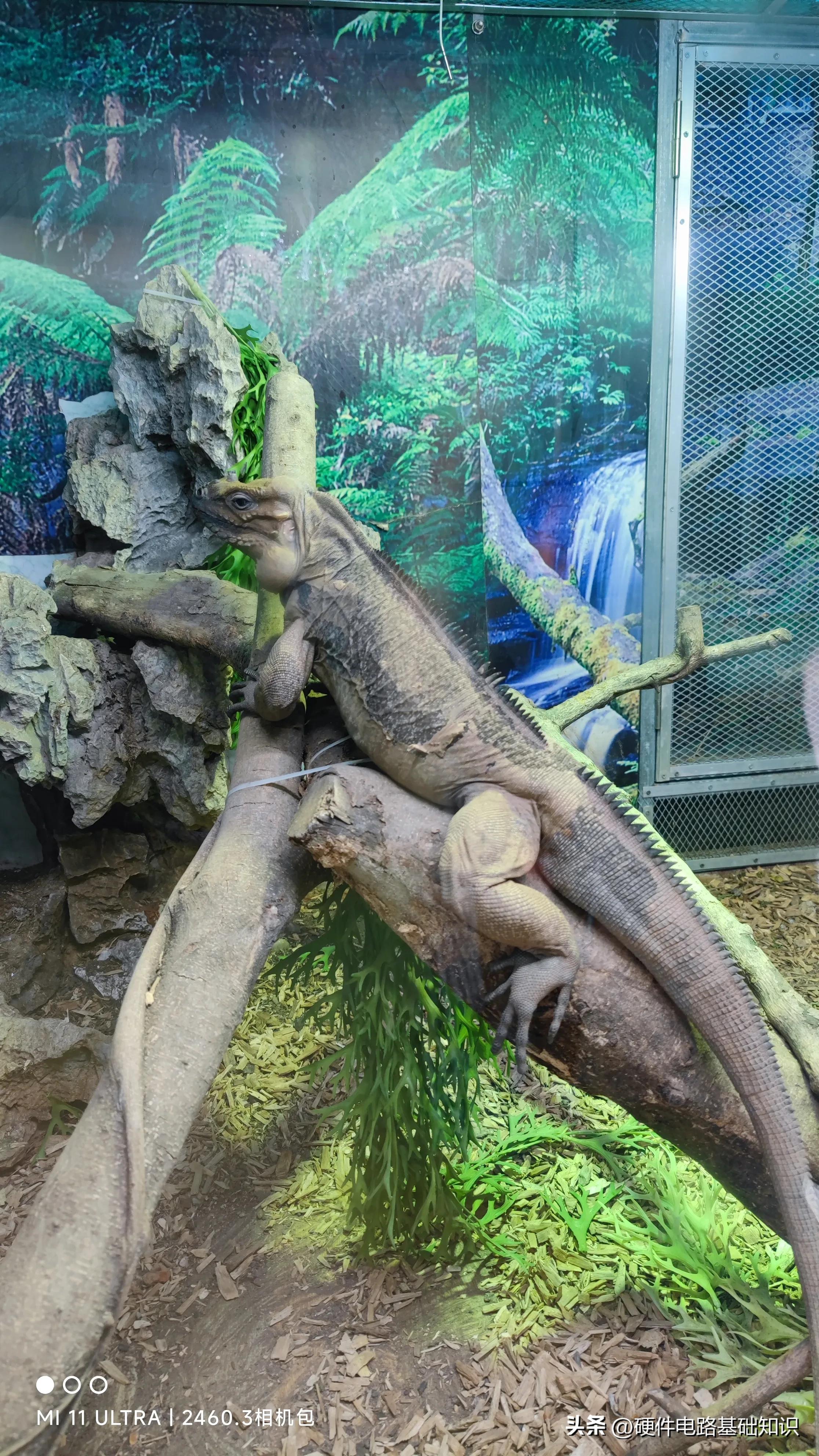 五一广州动物园人挤人的一天,广州动物园有序开放