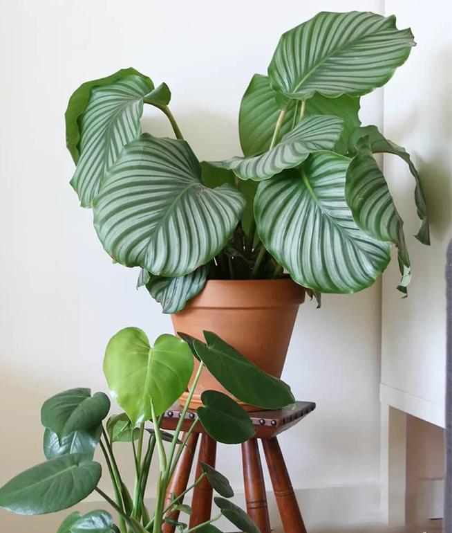 养青苹果绿植用什么土,养竹芋要注意哪些事项