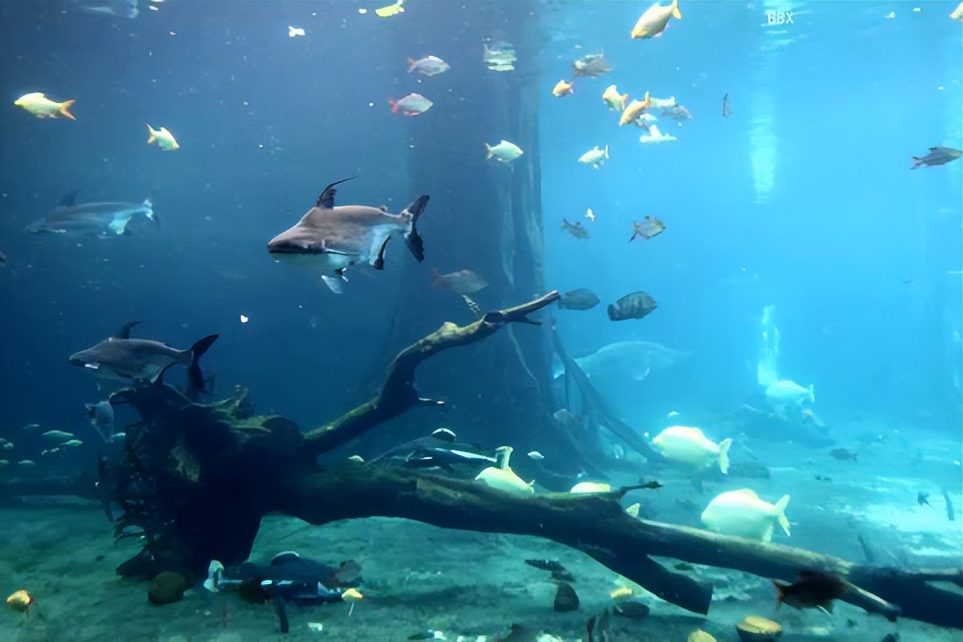 珠海长隆海洋王国水下走廊,世界级海洋乐园珠海长隆海洋王国