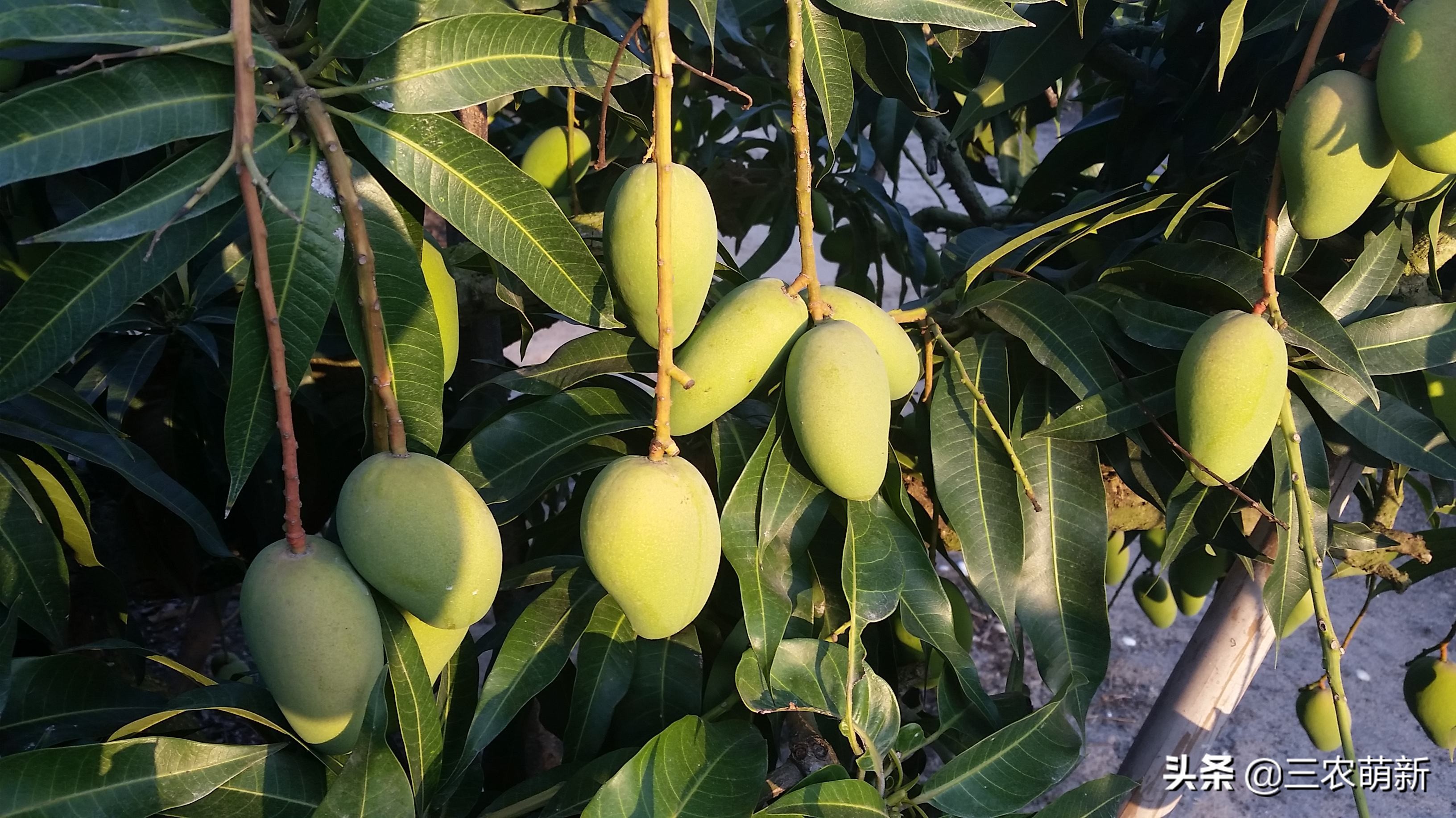 路边上的芒果千万别摘,树上种的芒果好吃吗