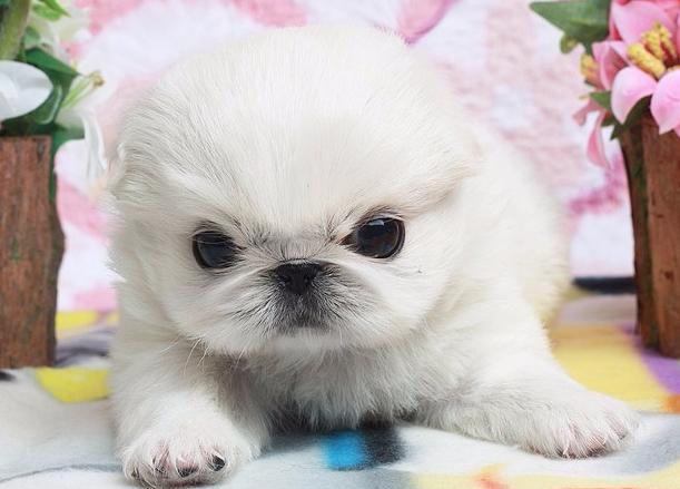 京巴抵抗力弱,小京巴怎么训