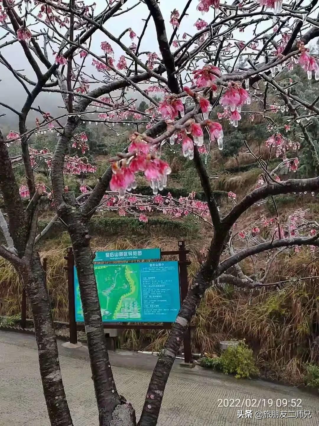 清远金子山旅游攻略看雾凇,广东金子山雪景旅游攻略