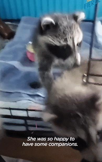 鍔犳嬁澶у皬娴g唺骞煎唇,鍔犳嬁澶у杺鍏诲皬娴g唺