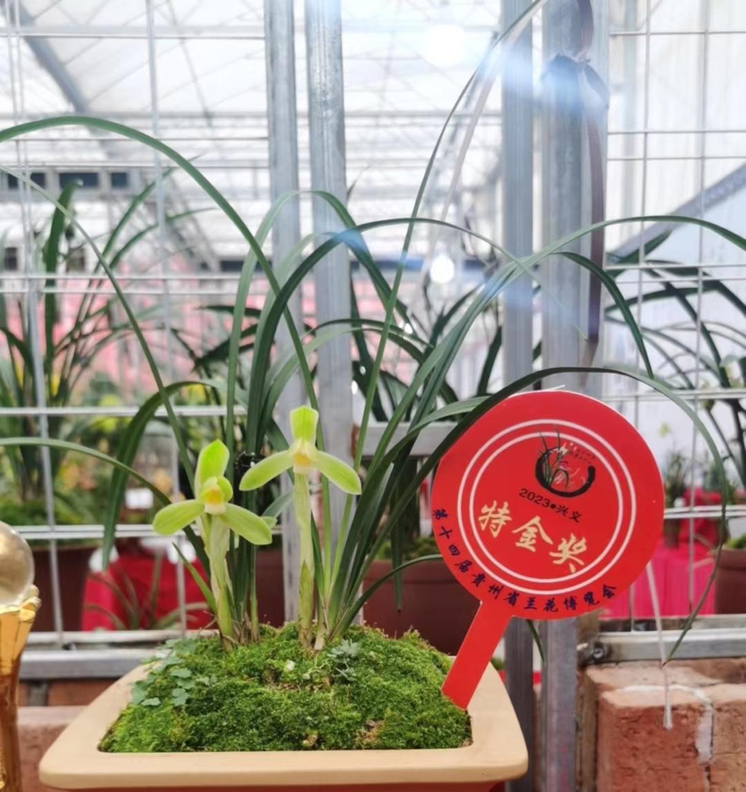 顶级名品兰花欣赏,国际兰展特金奖兰花