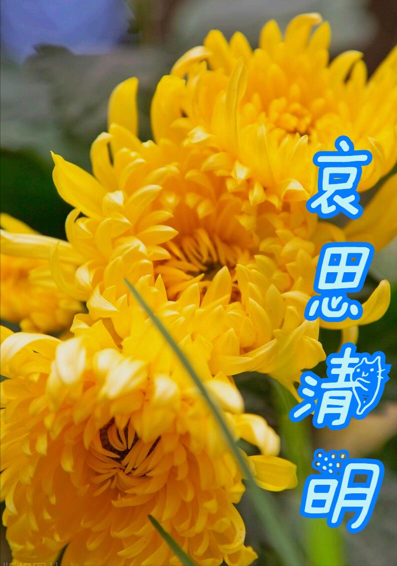 清明节雨纷纷举国上下寄哀思,清明节伤感词思念天堂的父母