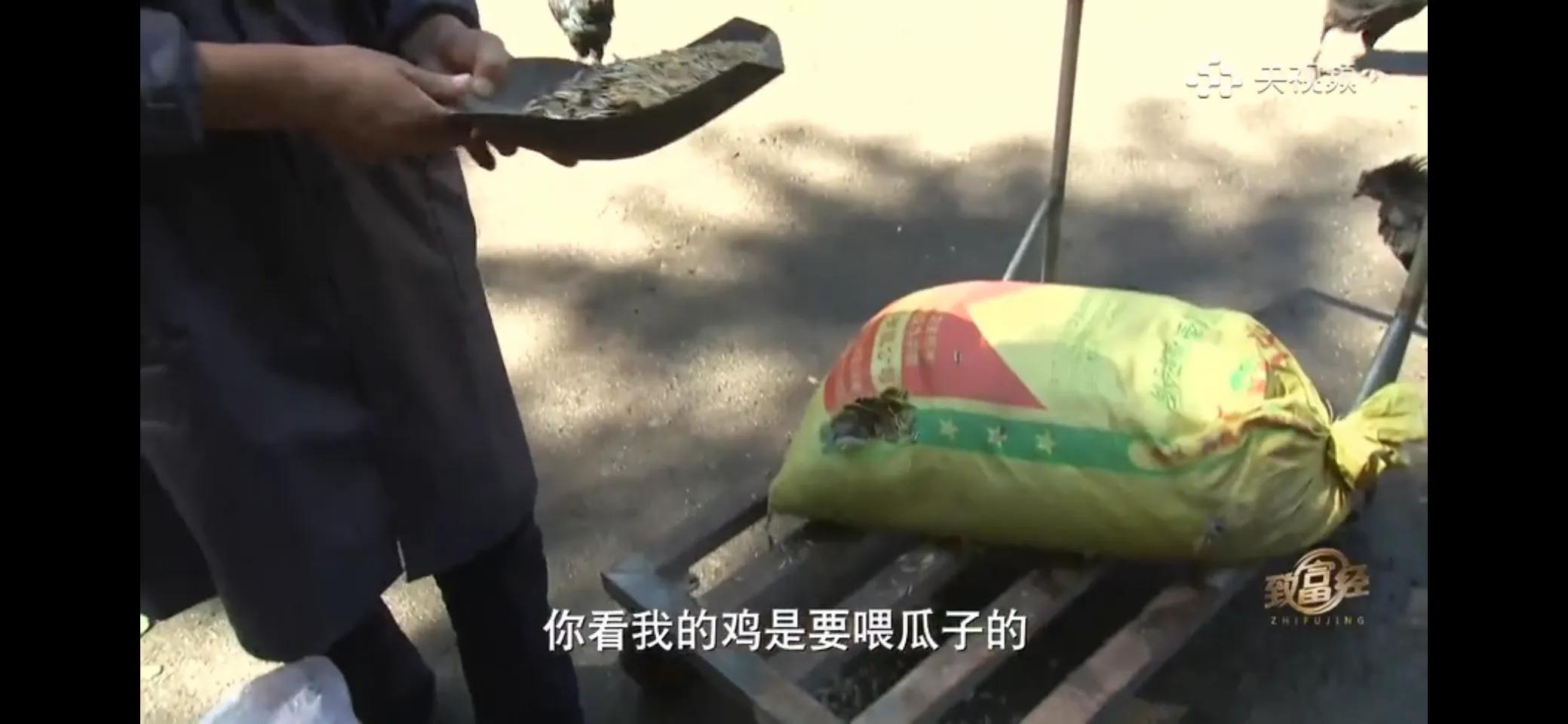 10万多只鸡养鸡场一年能挣多少,回村搞农业养殖一只鸡卖一万