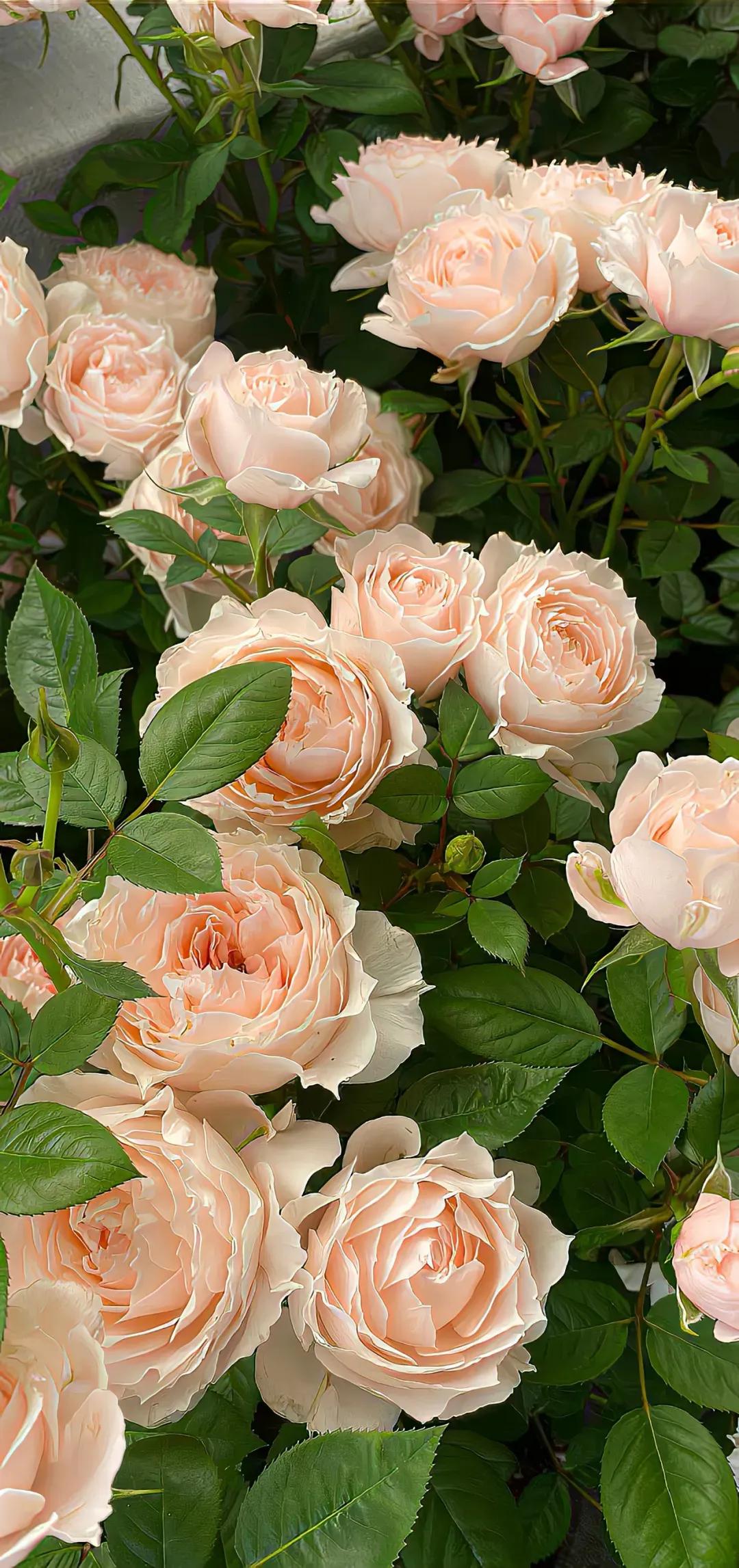 你的生日是哪种颜色的花,你的生日是几月对应什么花