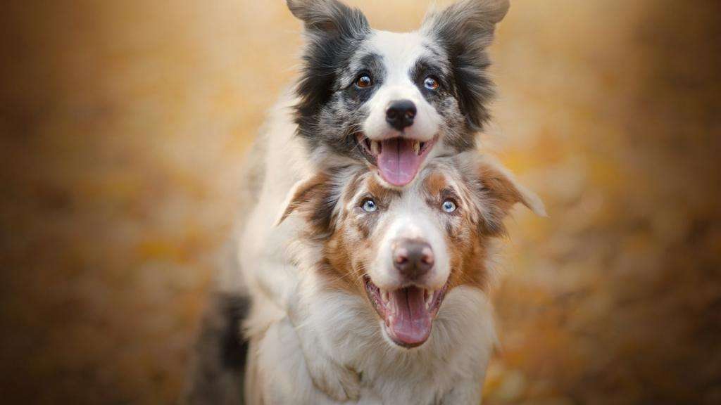 狗狗交配背靠背在一起，有必要将它们分开吗？