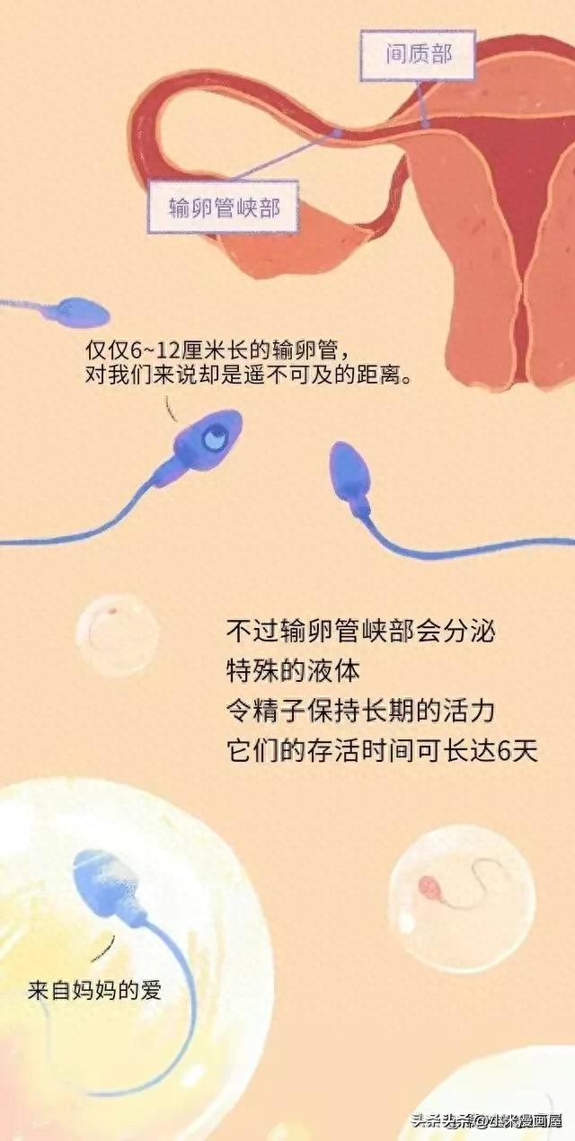 精子进入女性体内的24小时，都经历了什么？漫画