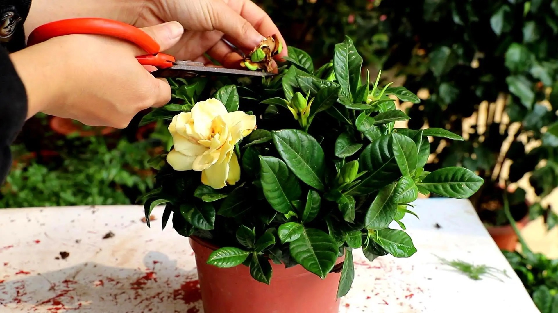 栀子花有3个“爱好”，满足它，叶子油绿发亮，花朵更多更芳香