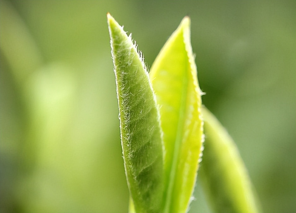 网购茶叶和实体店质量区别是什么,网购茶叶和实体店质量区别在哪