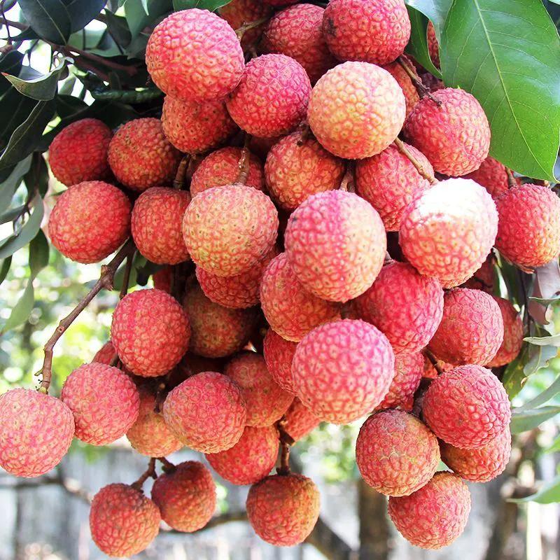 女性夏季吃什么水果养生,进入伏天女人喝什么茶好