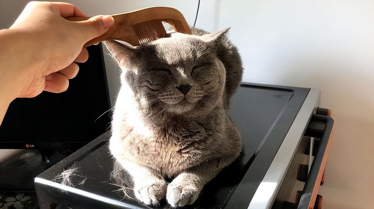 英短猫怎样才能哄好,英短猫抓不抓鼠