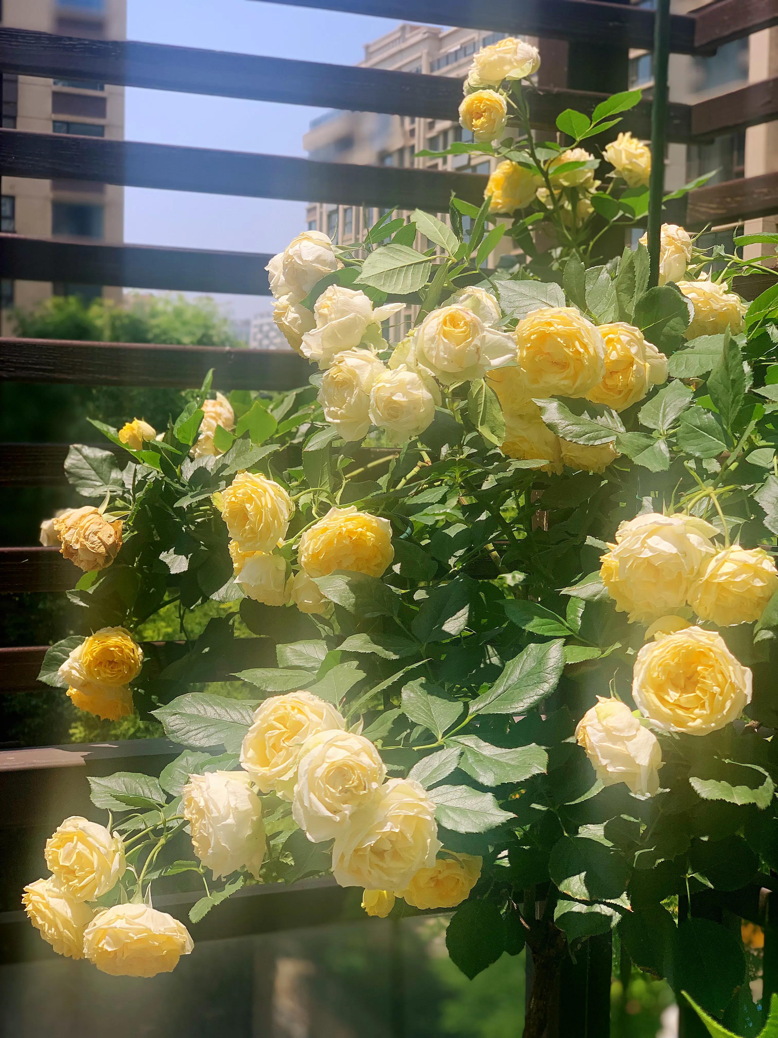 花期长又香的月季花园,花期超长又好养的经典月季