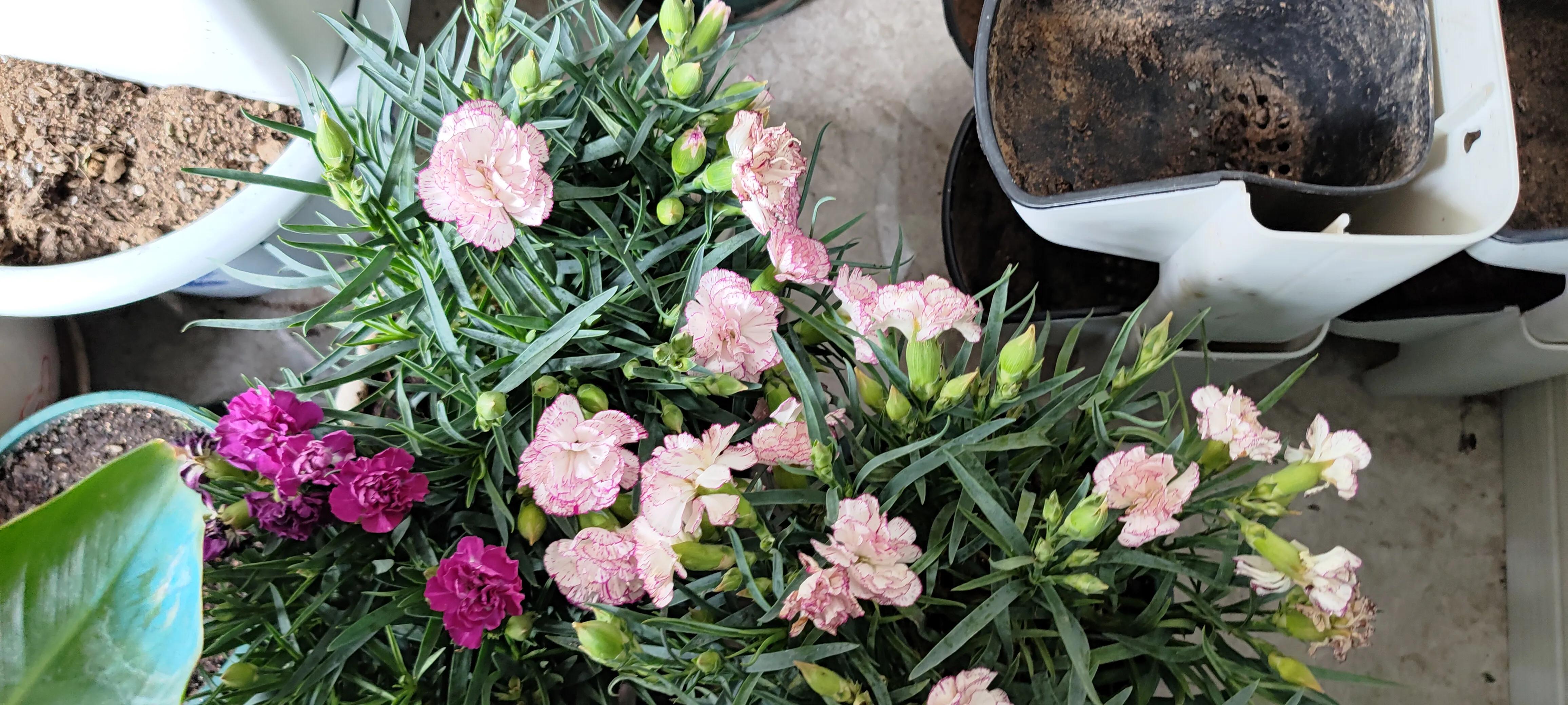 怎样用康乃馨种子种康乃馨,康乃馨的种子为什么长得那么慢