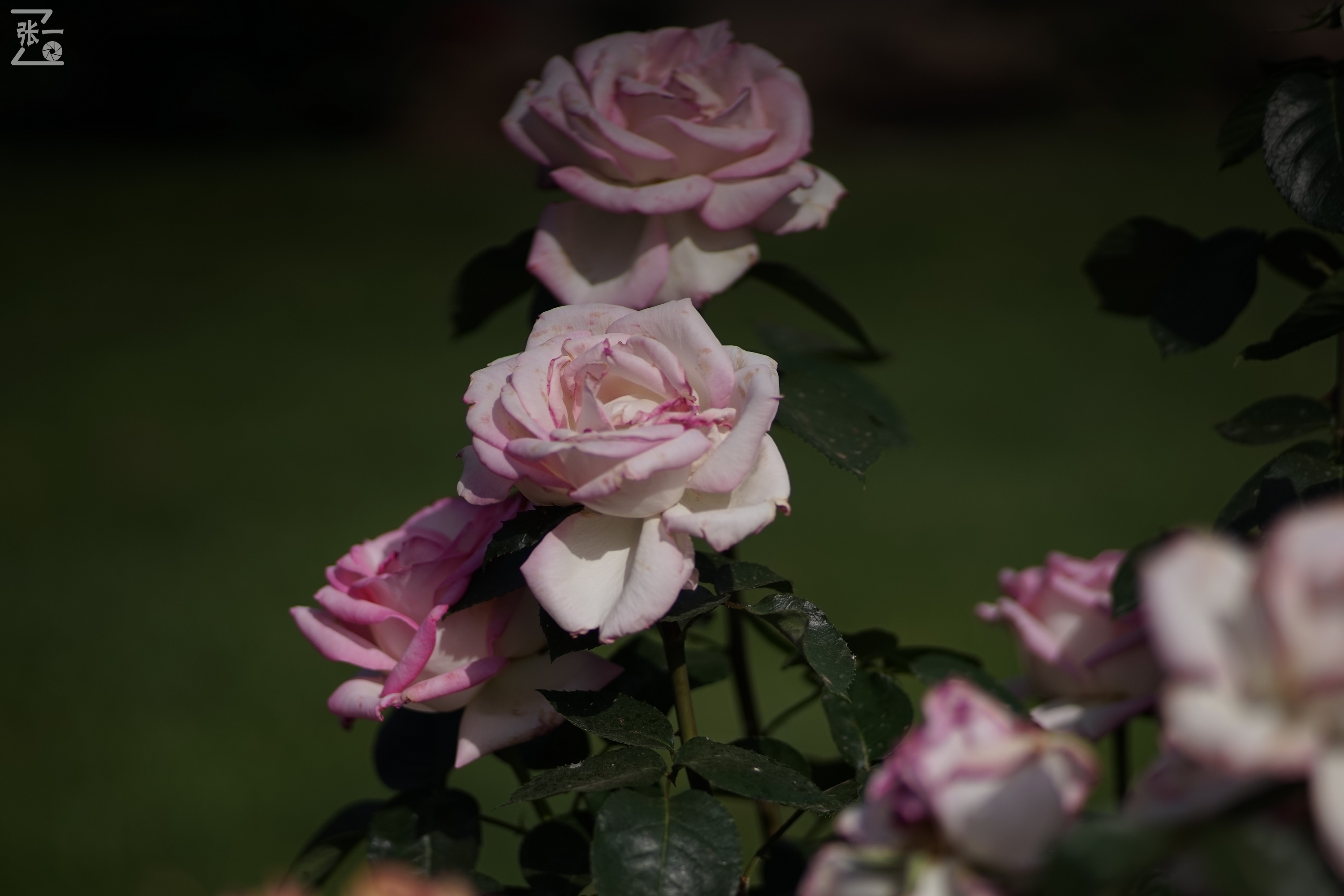 蔡司sonnar50毫米,蔡司sonnar镜头生产年份