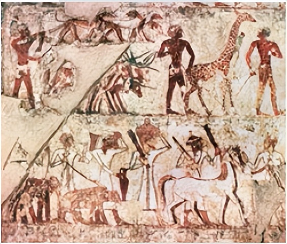 dk动物园全套,dk揭秘动物王国的奥秘