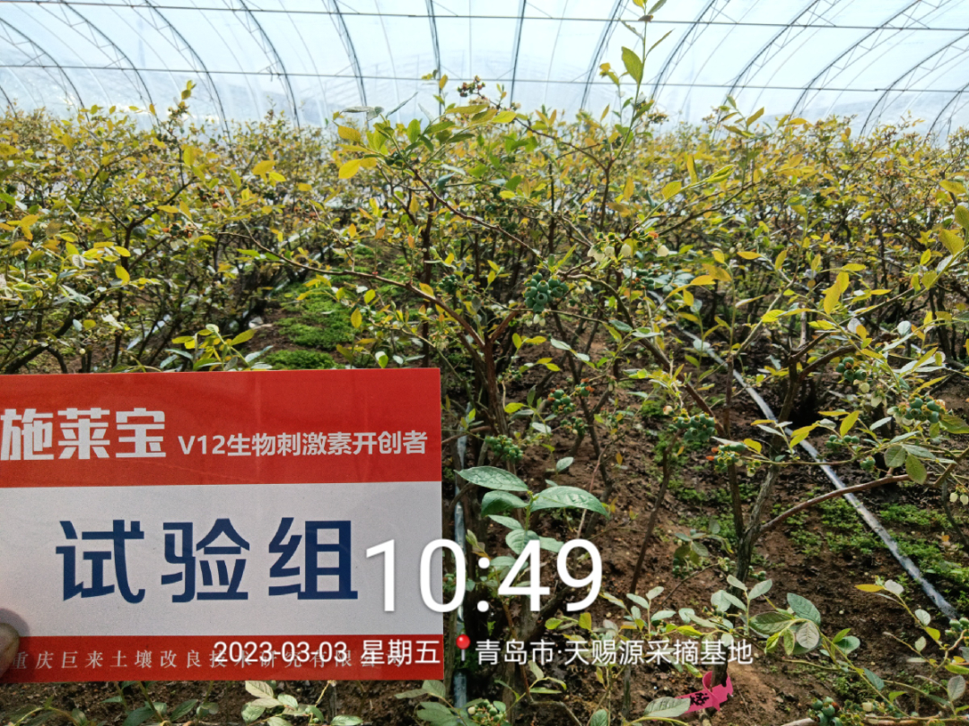 蓝莓大果哪个品种早熟,蓝莓大果新品种