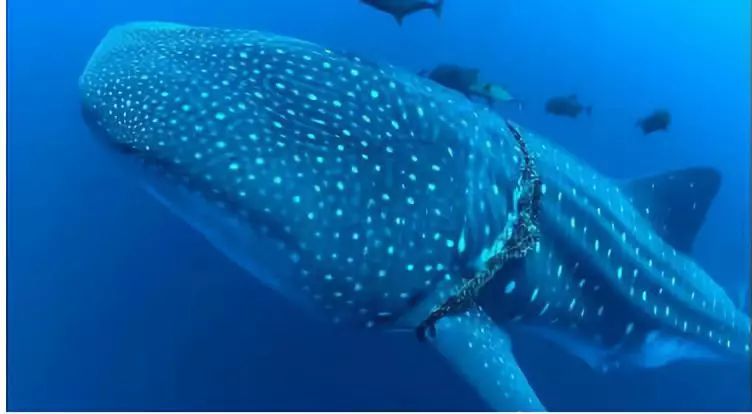 生态头条|地球上现存最大的鱼正在因与船只碰撞走向消亡？