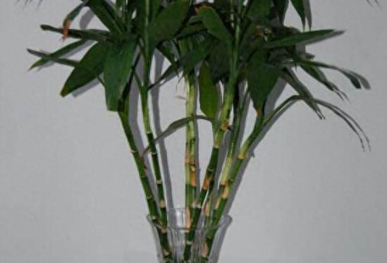 富贵竹几根寓意好,富贵竹要放几根才是吉利数字