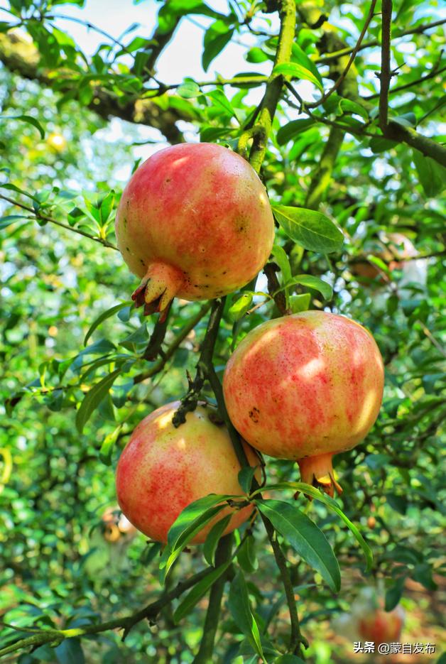 蒙自石榴在云南非常出名,有一种生活叫云南开远