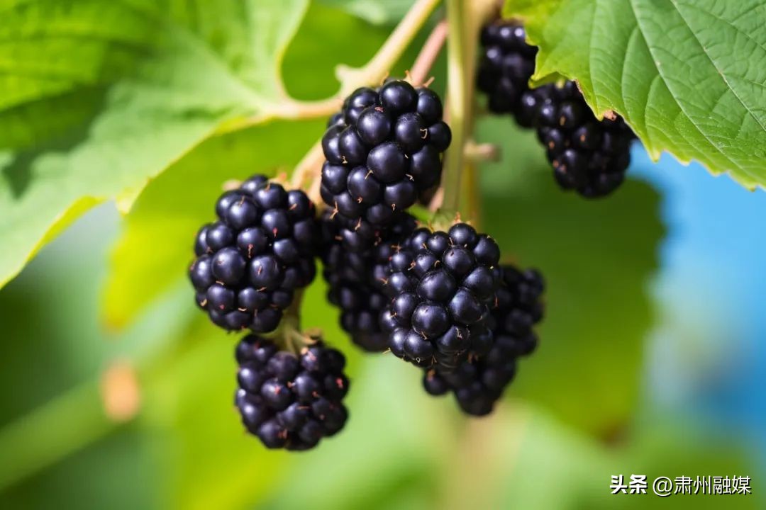 催排便的水果,拉粑粑吃什么水果