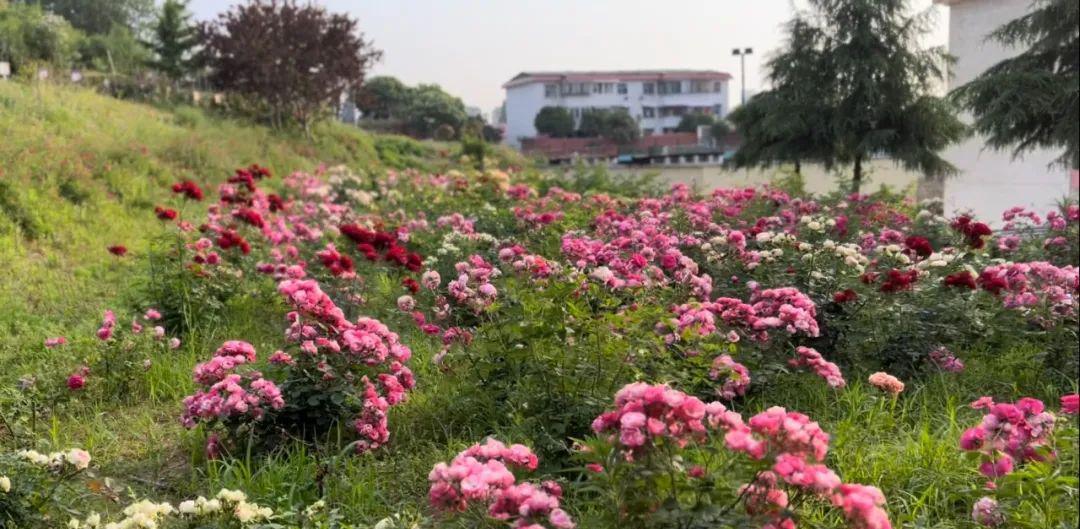 信阳市南湾湖风景区第七小学,南湾湖风景区学校