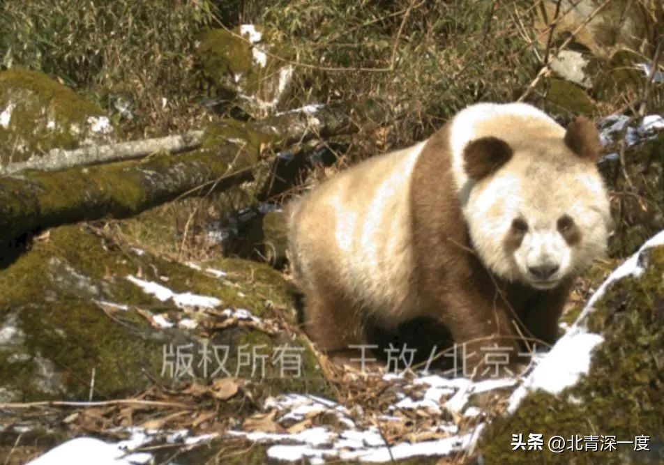 “我为熊猫狂”:被笃信的谣言,被*攻围**的科普