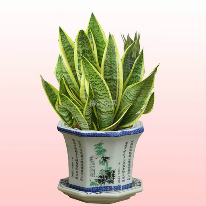 家里甲醛超标植物会怎样,家里吸甲醛最好的植物