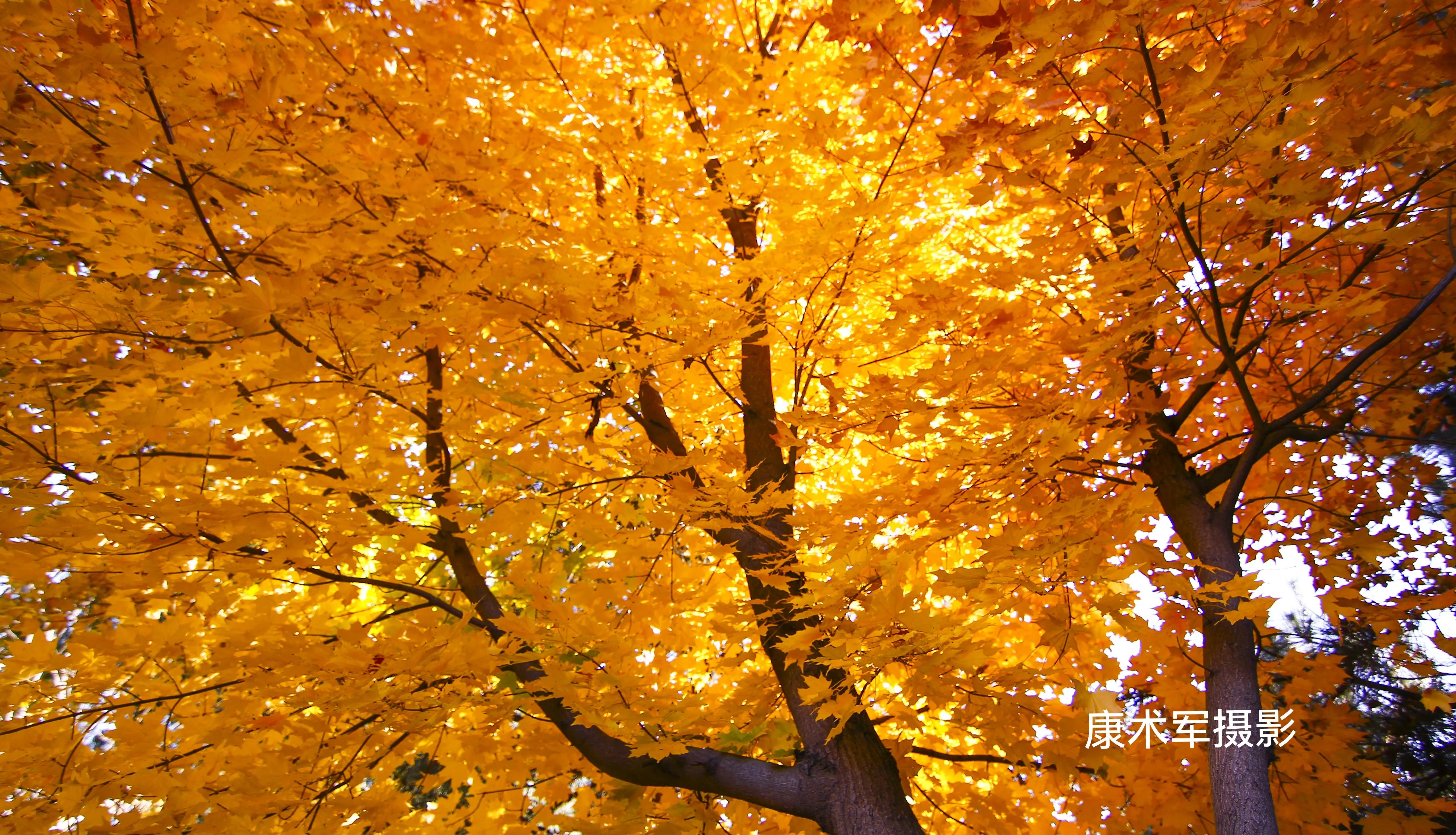 康术军话题:层次的“高低”与划分