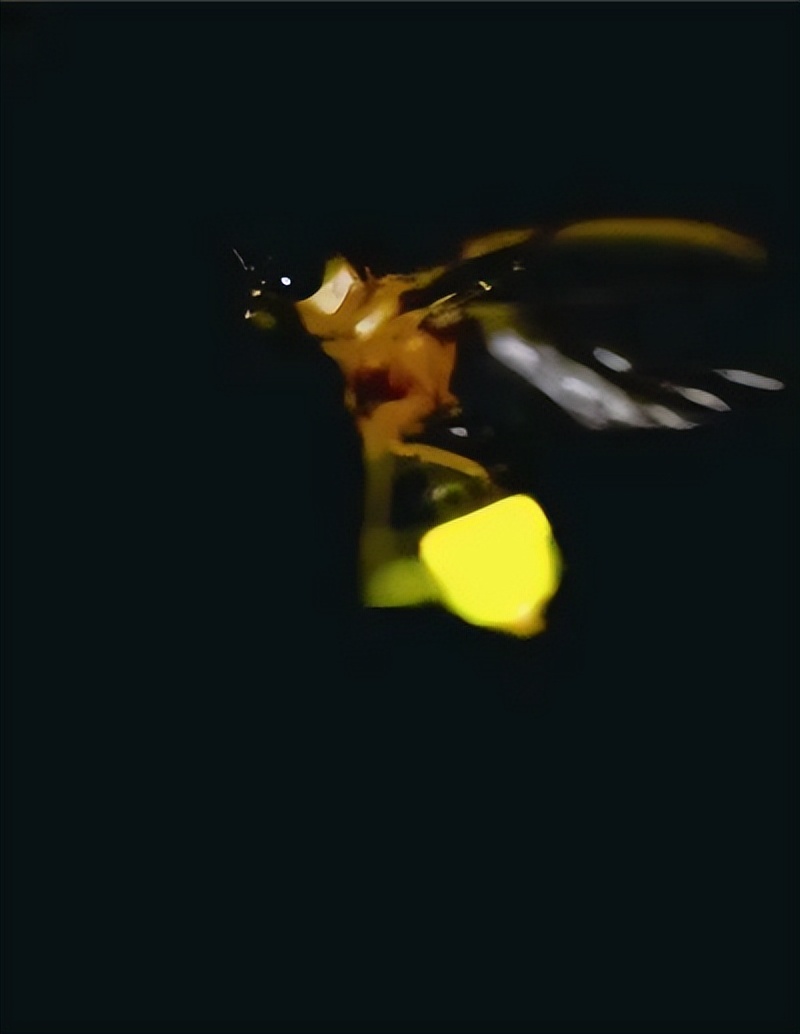 亚东以前的视频,亚东早期的视频