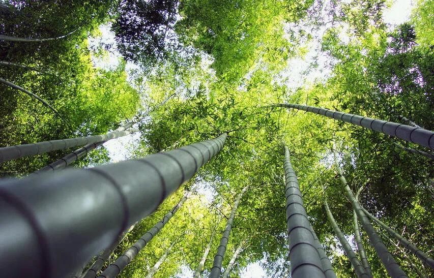 咏竹草古诗二十六首,咏竹原创诗词图片