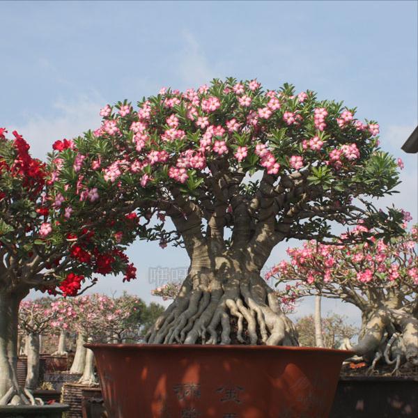 家里养的富贵花让你养几年才会开,客厅富贵花大全