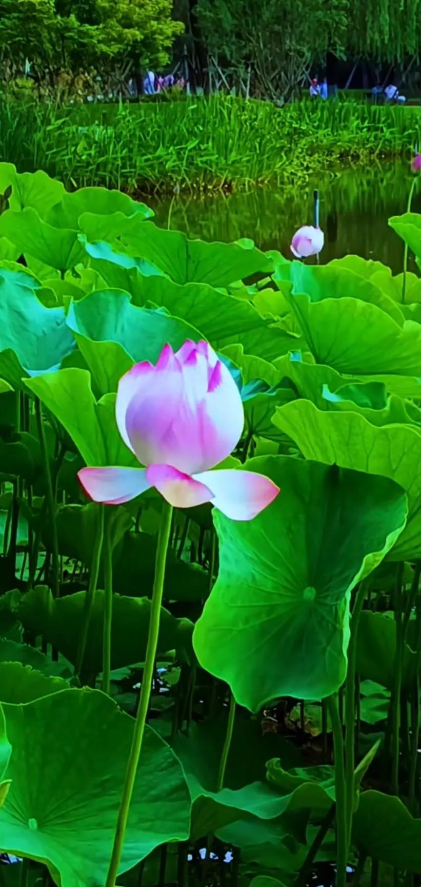 夏至荷花荷叶图片,夏至时节荷花正美图片